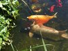 mini-fische4 06-2006